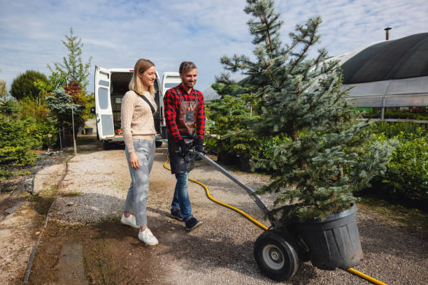 The Steps Involved in Our Tree Care Process in Broken Bow, OK